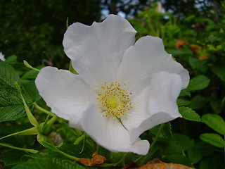 Image showing Rose