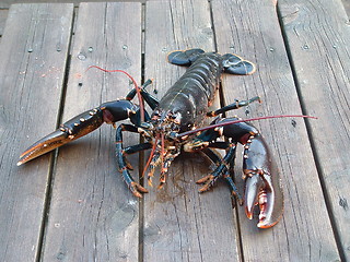 Image showing Lobster 3