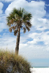Image showing Palm Tree by Beach