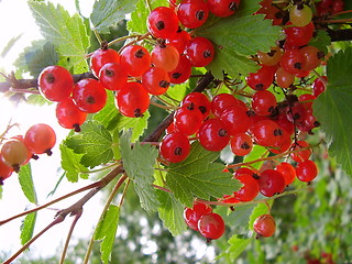 Image showing Currant