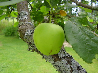 Image showing Apple