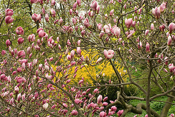 Image showing Pink magnolia