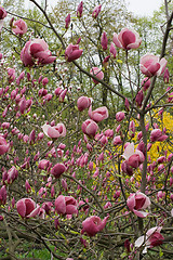 Image showing Pink magnolia