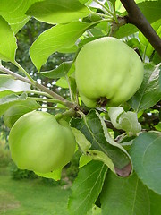 Image showing Apple