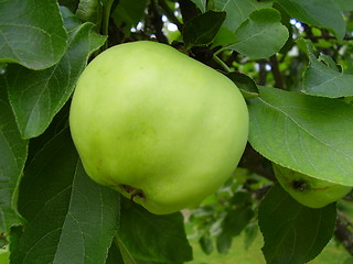 Image showing Apple