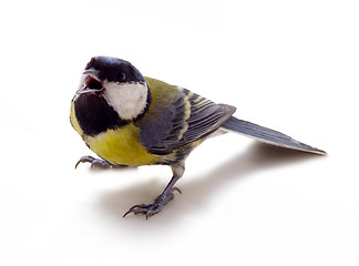 Image showing Graceful great tit