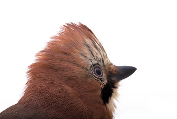 Image showing Garrulus glandarius