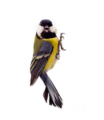 Image showing Graceful great tit