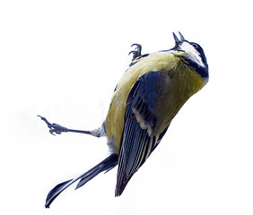 Image showing Graceful great tit