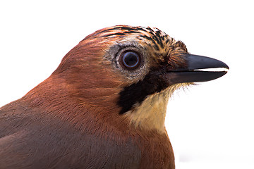 Image showing Garrulus glandarius