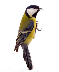 Image showing Graceful great tit