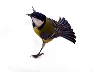 Image showing Graceful great tit