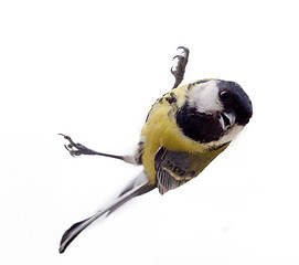 Image showing Graceful great tit