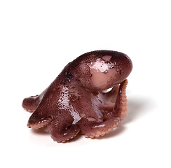 Image showing Small octopus in pose 