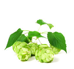 Image showing Blossoming hop with leaves