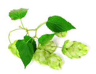 Image showing Branch of blossoming hop