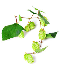 Image showing Blossoming hop