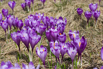 Image showing Spring blossom of mountain crocuses