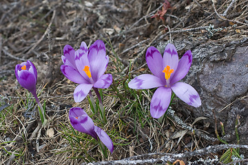 Image showing Spring blossom of mountain crocuses