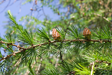 Image showing Fir-tree cones