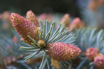 Image showing Blossom of fir-tree
