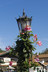 Image showing Street lantern with flower ivy 