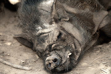 Image showing Sleeping Boar