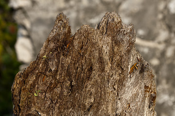 Image showing Natural distressed bark of tree trunk