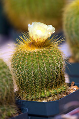 Image showing  Cactus blossom 