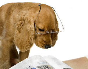 Image showing English Cocker Spaniel