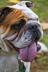 Image showing English Bulldog