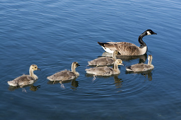 Image showing Canadian Geese family