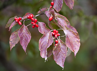 Image showing Tree branch with red leaves and berries