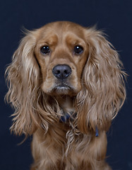 Image showing Dog