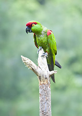 Image showing Thick-biller Parrot