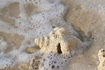 Image showing Sea shells on  sand