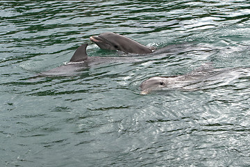 Image showing Dolfins swiming in resort pool