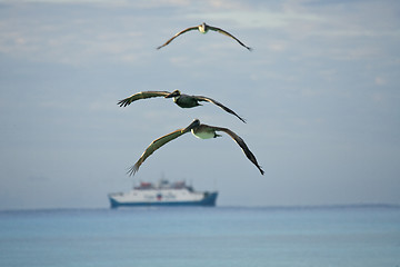 Image showing Pelicans looking for their pray