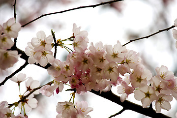 Image showing Sakura  blossom 