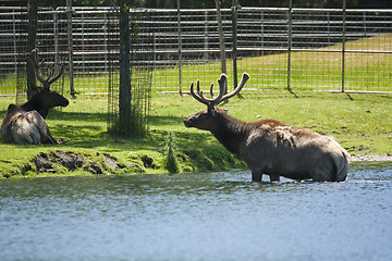 Image showing Roosevelt Elk taking off the lake