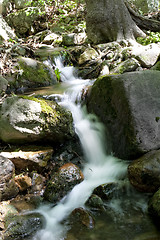 Image showing Forest stream