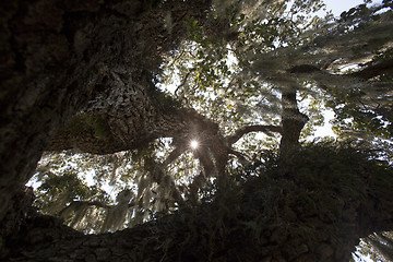 Image showing Mysterious Spanish Moss