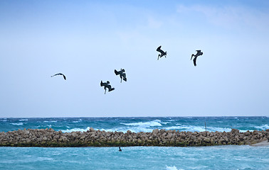 Image showing Pelicans looking for their pray
