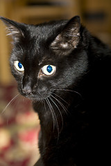 Image showing Black cat