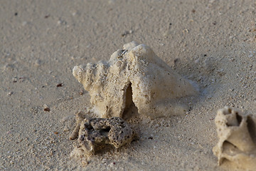 Image showing Sea shells on  sand