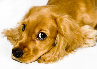 Image showing English Cocker Spaniel