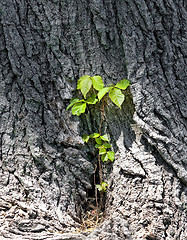 Image showing A tree trunk with Convolvulus arvensis 