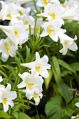 Image showing White lily 