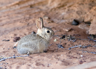 Image showing Rabbit at Arizona desert