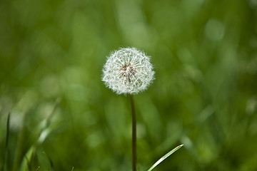 Image showing Dandelion